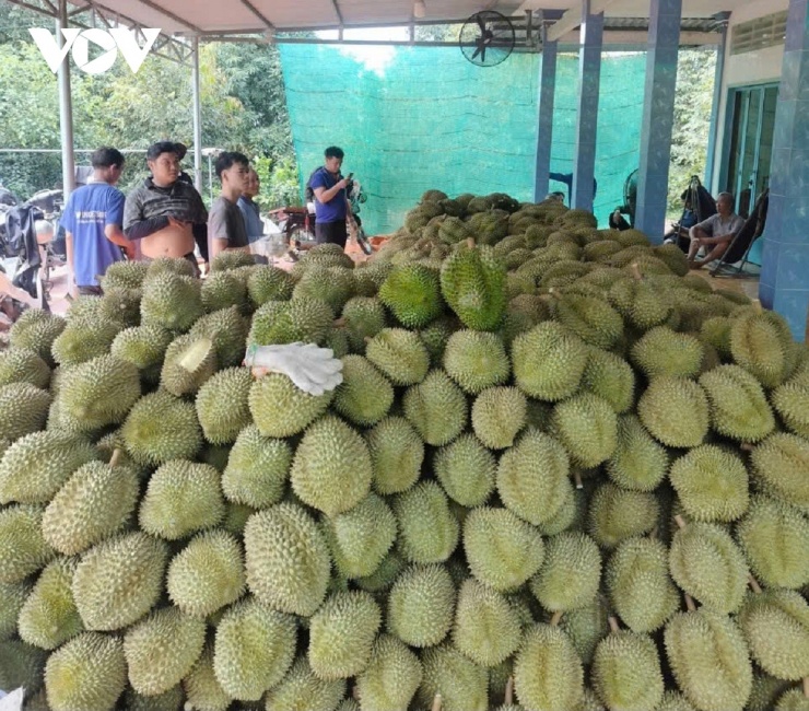 Trái sầu riêng Monthong giá trên 100 nghìn đồng/kg