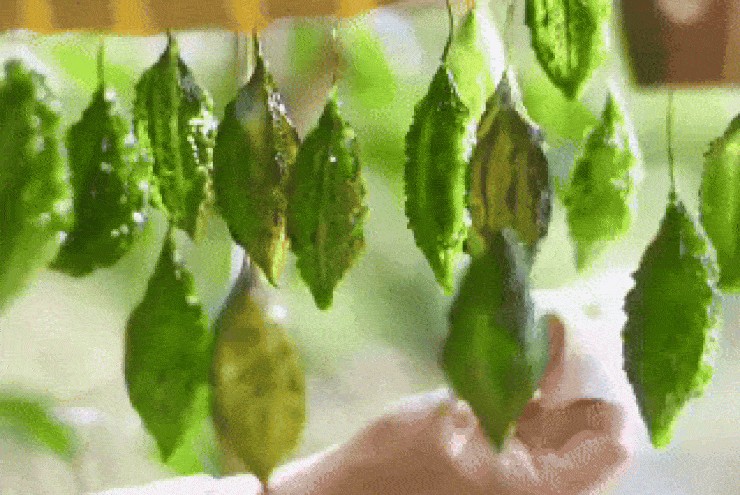 Mứt khổ qua có hình dáng như sứa biển gây sốt