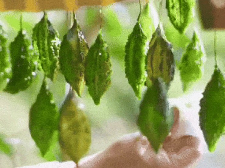 Mứt khổ qua có hình dáng như sứa biển gây sốt