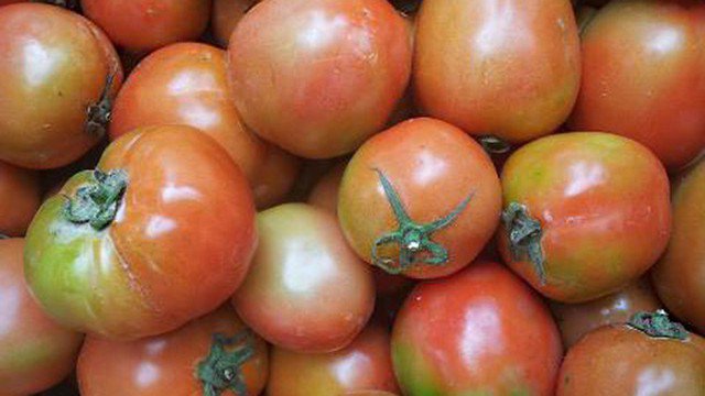 Cà chua ương bảo quản trong ngăn mát tủ lạnh ở nhiệt độ khoảng 4-5 độ C là tốt nhất.