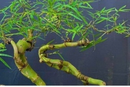 Độc đáo tre bonsai giá tiền triệu