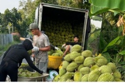 Sầu riêng cận Tết giá rất cao