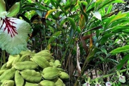 Loại gia vị đắt thứ 3 thế giới tên nghe rất lủng củng, Việt Nam xuất khẩu hơn 4.200 tấn, thu gần 33 triệu USD mỗi năm