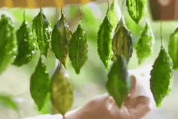 Mứt khổ qua có hình dáng như sứa biển gây sốt