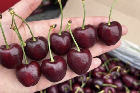 Cherry mùa Tết giá giảm một nửa