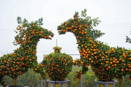 Quýt cổ chu sa hình ngựa giá 40 triệu đồng vẫn 'cháy hàng' trước Tết