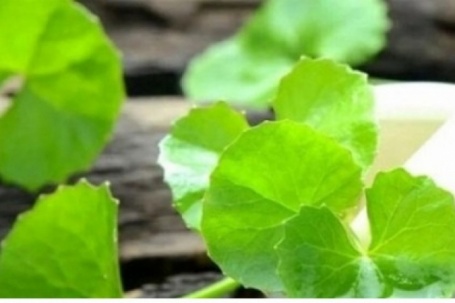 Loại rau Việt không trồng vẫn mọc khắp vườn, được ví như “nhân sâm xanh” siêu bổ