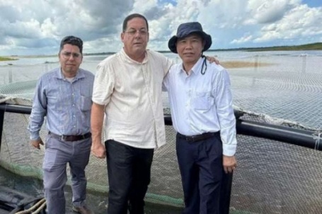 Việt Nam mang loài cá bình dân mà bổ dưỡng ngang cá hồi sang nuôi ở Cuba theo kiểu Việt Nam, cá lớn nhanh như thổi