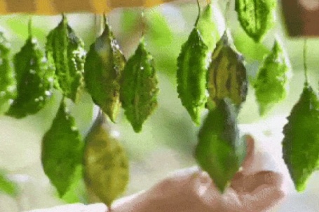 Mứt khổ qua có hình dáng như sứa biển gây sốt