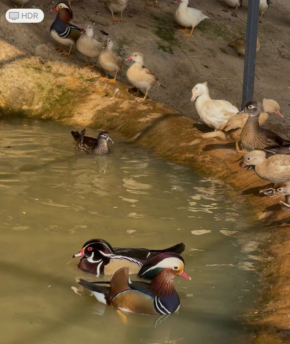 Vịt uyên ương trống lông nhiều màu sắc, mắt và mỏ màu đỏ, thường được thả trong các hồ cá koi, hồ tiểu cảnh sân vườn.