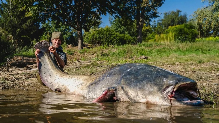 Con cá trê dài 2,64 mét.