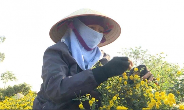 Nông dân xã Vĩnh Thịnh,TP Hải Phòng thu hoạch hoa cúc chi. Ảnh: Thu Thuỷ