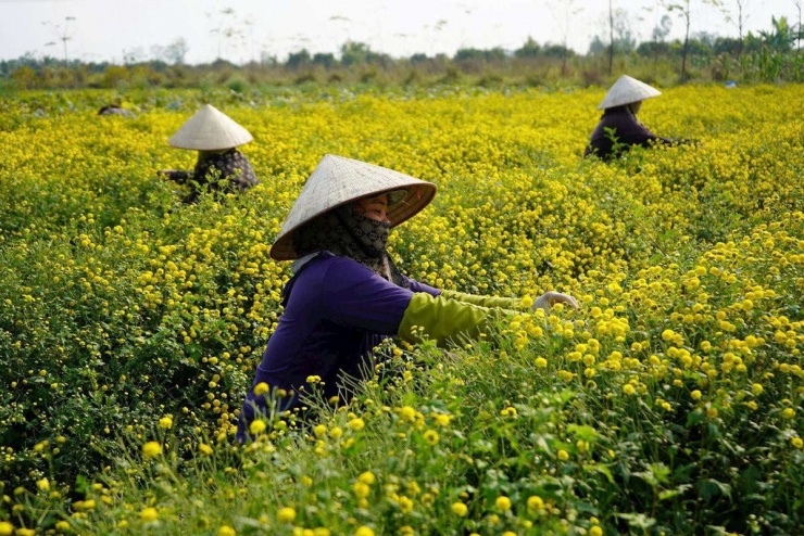 Cánh đồng thôn Đông Lôi, xã Vĩnh Thịnh, TP Hải Phòng nhuộm một màu vàng của hoa cúc chi. Ảnh: Hằng Thuỷ