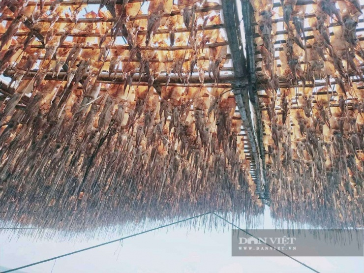 Tại cửa biển Sa Cần, thuộc địa bàn hai xã Bình Sơn và Vạn Tường, những ngày cận Tết Nguyên đán Bính Ngọ 2026, bên cạnh các tàu thuyền vừa trở về bến, nhiều tàu cá hành nghề đánh bắt mực xà (hay còn gọi là mực ma, mực đại dương) của ngư dân trong vùng đang khẩn trương bổ sung nhiên liệu, nhu yếu phẩm, chuẩn bị cho chuyến ra khơi tiếp theo. Trong ảnh là mực xà đang được phơi khô.