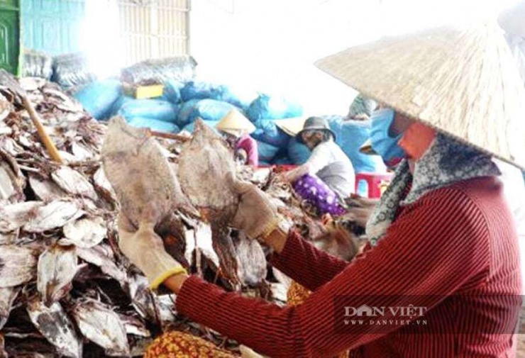 Từ nhiều năm qua, với số lượng phương tiện khai thác lên đến hàng trăm chiếc, hai xã Bình Sơn và Vạn Tường được ví như “thủ phủ” nghề khai thác mực xà của Quảng Ngãi và cả các vùng lân cận. Trao đổi với PV Dân Việt, ngư dân địa phương cho biết, thời điểm này chưa phải là chính vụ nên sản lượng mực khai thác vẫn chưa cao.