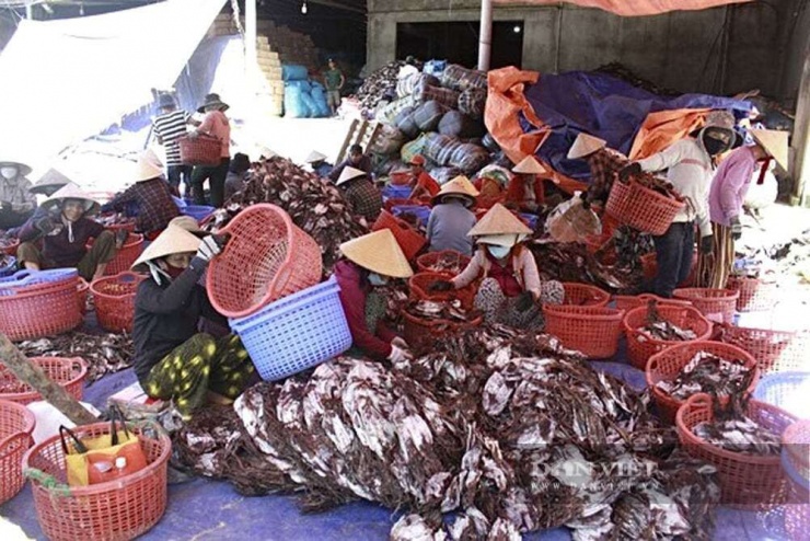 Giá bán cao, thị trường ổn định đã mang lại niềm vui kép cho ngư dân ở "thủ phủ" khai thác mực xà Quảng Ngãi trong dịp Tết cổ truyền Bính Ngọ 2026 đang cận kề. Trong ảnh là hoạt động tại một cơ sở thu mua mực xã tại Quảng Ngãi.