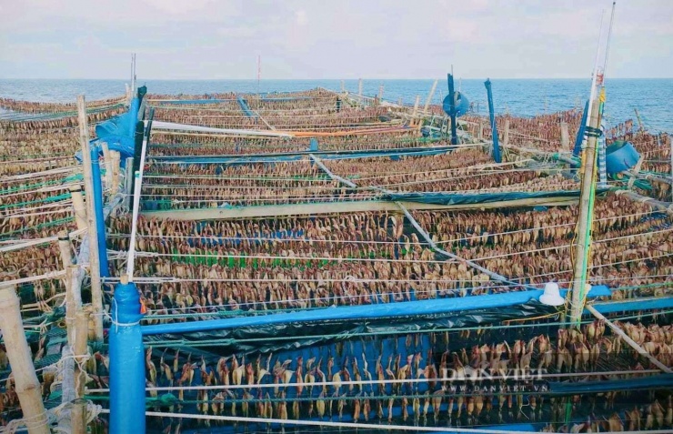 Mực xà sống ở độ sâu 800m và thường xuất hiện nhiều từ giữa tháng 12 năm trước, đến tháng 9 năm sau do đó, đây cũng là thời gian khai thác mực xà chính trong năm. Sau khi đánh bắt, mực xà được ngư dân phơi ngay trên tàu.