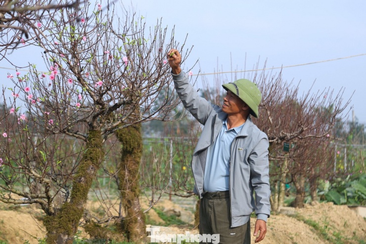 Gắn bó với nghề cây cảnh, cây sân vườn hàng chục năm, anh Hoàn cho biết nhu cầu thuê đào thế cổ thụ chơi Tết của người dân trên địa bàn ngày càng cao. “Nếu mua cây về, chi phí lớn mà không biết cách chăm sóc, cây dễ chết hoặc hoa không nở đúng dịp. Thuê cây vừa tiết kiệm, lại yên tâm hơn vì sau Tết có người thu hồi, chăm sóc tiếp”, anh Hoàn chia sẻ.