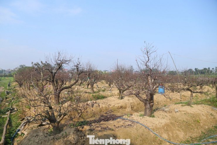 Những ngày này, anh Lê Văn Hoàn tất bật hoàn thiện những công đoạn cuối cùng để hơn 140 cây đào thế cổ thụ trong vườn kịp bung nở đúng dịp Tết Nguyên đán Bính Ngọ.