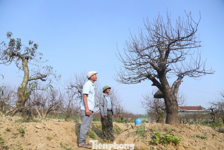Theo anh Hoàn, đào thế cổ thụ sau mỗi mùa Tết đều phải đánh lên, cho vào chậu nên cần được chăm sóc kỹ để phục hồi. Từ tháng 4 âm lịch, anh đã bắt đầu tạo tán, chỉnh tay cành cho từng cây. Thời điểm xuống lá được tính toán kỹ lưỡng, căn cứ vào diễn biến thời tiết từng năm, nhằm bảo đảm hoa bung nở đúng dịp Tết.