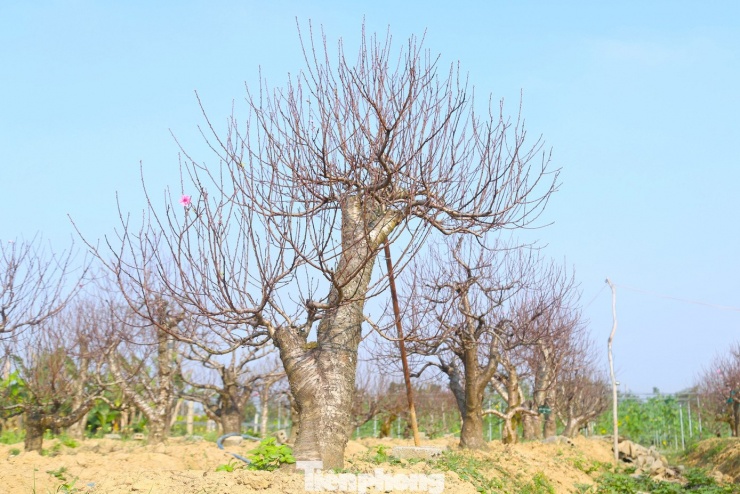 “Đào cổ thụ rất khó tính. Người chăm phải “đọc” được thời tiết, quan sát sức sinh trưởng của từng cây thì mới căn được ngày xuống lá chuẩn. Năm nay là năm nhuận, thời tiết diễn biến thất thường khi mưa bão kéo dài nhiều đợt, ảnh hưởng trực tiếp đến quá trình sinh trưởng của đào thế cổ thụ”, anh Hoàn cho hay.