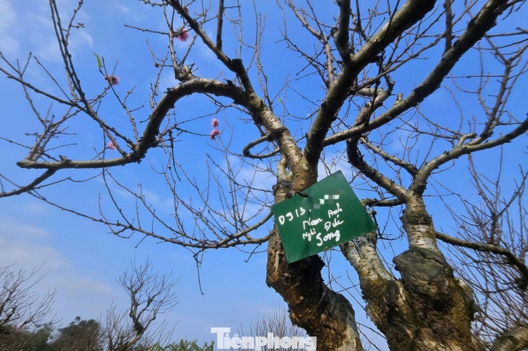 140 gốc đào trong vườn nhà anh Hoàn hầu hết đã “có chủ”.