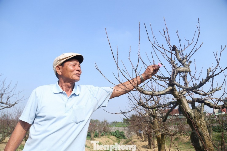 Hiện, trong vườn anh Hoàn có 60 gốc đào cho thuê với mức giá từ 5-25 triệu đồng/cây, tùy dáng, thế và độ tuổi. Những gốc đào còn lại, anh nhận chăm sóc với tiền công từ 1,5-5 triệu đồng/cây. Dự kiến, mùa đào năm nay có thể mang lại cho gia đình anh nguồn thu khoảng nửa tỷ đồng.