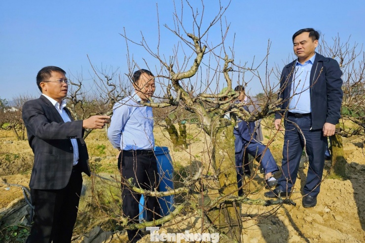 Đánh giá về mô hình này, ông Nguyễn Viết Hùng - Chủ tịch Hội Nông dân tỉnh Nghệ An - chia sẻ: “Việc cho thuê đào cổ thụ chơi Tết là hướng đi phù hợp với xu thế tiêu dùng hiện nay. Cách làm này giúp nông dân giảm rủi ro so với bán đứt, kéo dài giá trị khai thác của cây, nâng cao hiệu quả kinh tế trên cùng một diện tích canh tác. Đây là mô hình đòi hỏi kỹ thuật và kinh nghiệm, nhưng nếu được triển khai bài bản sẽ mang lại nguồn thu ổn định và có khả năng nhân rộng”.