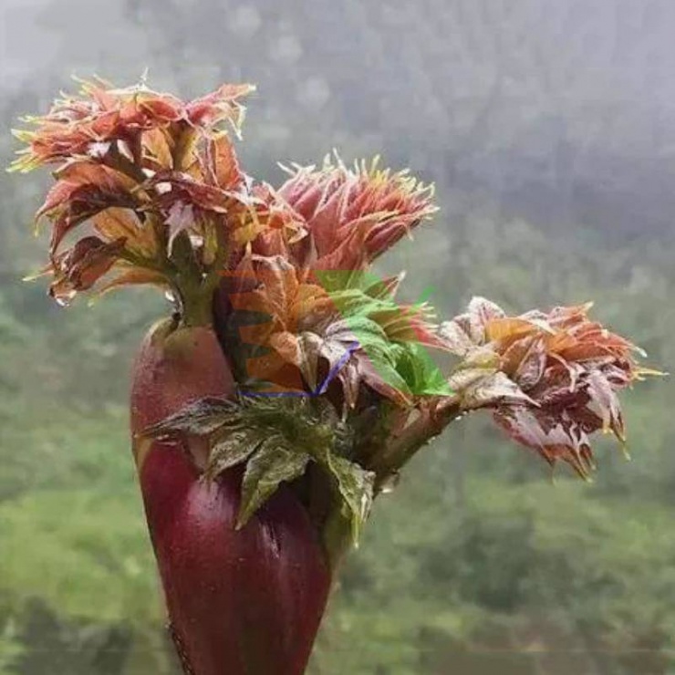 Thứ rau dại ở Việt Nam được ví 'cây nhân sâm', báu vật số 1 thế giới, nhiều người lại không biết mà ăn - 1