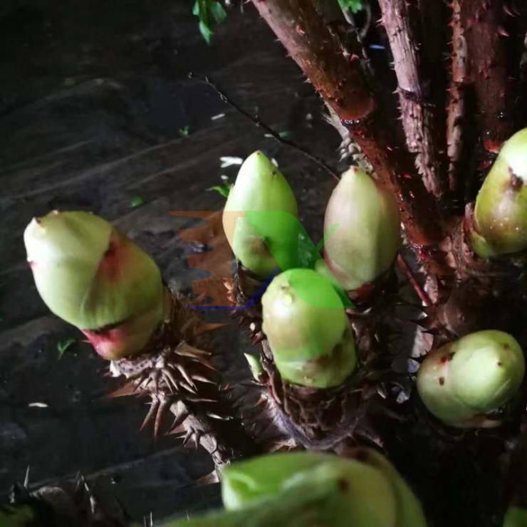 Nụ thường được hái vào tháng Ba đến tháng Tư. Chồi non và thân và lá mềm, ít béo, ít đường, nhiều chất xơ, nhiều vitamin, không ô nhiễm, có màu xanh tốt cho sức khỏe là rau rừng núi rừng, được ăn như một loại rau, không chỉ có hương vị độc đáo, ngon và ngon mà còn giàu dinh dưỡng và phong phú cho cơ thể con người Cần nhiều loại axit amin như leucine, lysine, arginine, và hơn 16 loại chất dinh dưỡng vô cơ, được mệnh danh là "vua của các loại rau rừng".