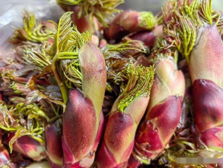 Nụ Rồng Gai Aralia, bí danh: gai già, gai răng, chồi gai, gai đầu, Thaxa, Longbao Loại cây báu vật, là một loại cây bụi gai hay cây nhỏ rụng lá lâu năm thuộc họ Araliaceae. Các tên thân thuộc khác như Thaxa, Chồi Rồng Gai.