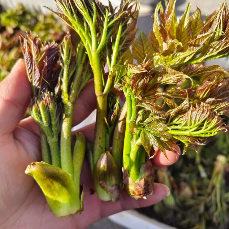 Nụ thường được hái vào tháng Ba đến tháng Tư. Chồi non và thân và lá mềm, ít béo, ít đường, nhiều chất xơ, nhiều vitamin, không ô nhiễm, có màu xanh tốt cho sức khỏe là rau rừng núi rừng, được ăn như một loại rau, không chỉ có hương vị độc đáo, ngon và ngon mà còn giàu dinh dưỡng và phong phú cho cơ thể con người Cần nhiều loại axit amin như leucine, lysine, arginine, và hơn 16 loại chất dinh dưỡng vô cơ, được mệnh danh là "vua của các loại rau rừng".