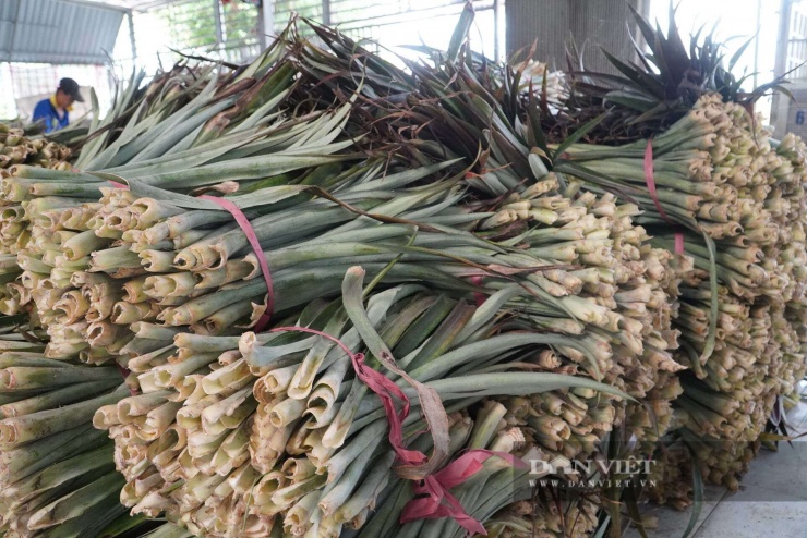 Trước đây khi muốn trồng mới, nông dân xã Hỏa Lựu (TP Cần Thơ) phá vườn khóm cũ bằng cách xịt thuốc cỏ cho lá cháy khô, sau đó đốt, rồi tiến hành xử lý đất. Quy trình này mất khoảng nửa tháng, tốn chi phí và ảnh hưởng môi trường. Tuy nhiên, hiện nay, nông dân có thể bán lá khóm.