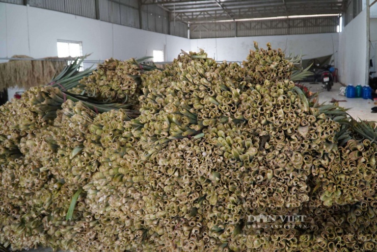 Lá khóm từ cây 3 - 4 năm tuổi, dài khoảng 45cm được thu mua tại vườn rồi vận chuyển về xưởng. Thông thường, lá khóm bán tại vườn có giá 1.000 đồng/kg. Một vườn khóm lão có thể cho từ 2,5 - 3 tấn lá/công (1.000m2), giúp nông dân có thêm thu nhập từ 2,5 - 3 triệu đồng.