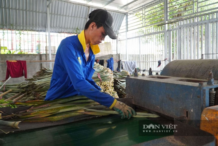 Lá khóm được đưa vào máy làm dập.