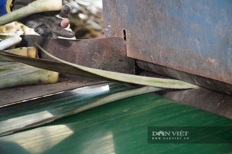 Quy trình "ép" lá khóm bỏ đi thành sợi.