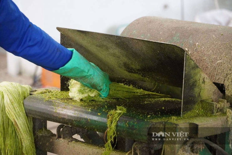 1 trong 5 công đoạn "ép" lá khóm thành sợi thành phẩm.