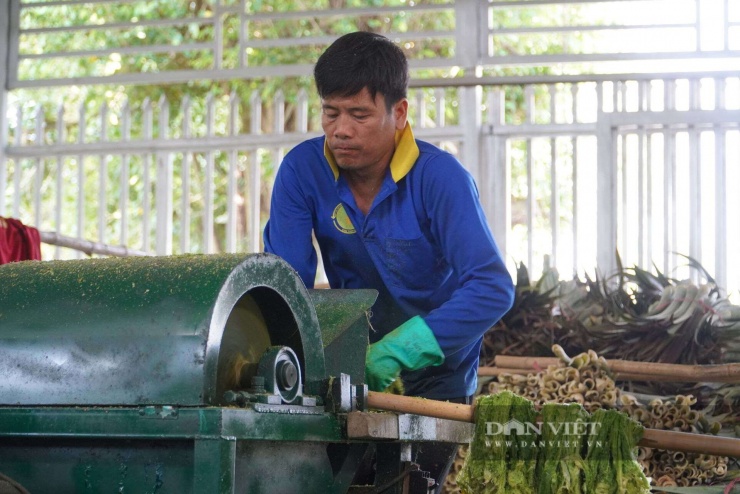 Hợp tác xã Sản xuất - Thương mại - Dịch vụ Cần Thơ Farm có thể "ép" từ 1,8 - 2 tấn lá khóm/ngày.