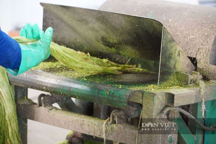 Mô hình đang tạo việc làm thường xuyên nhiều lao động địa phương với thu nhập từ 250.000 - 300.000 đồng/ngày.