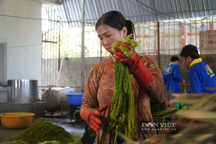 Sợi khóm sau khi ép.