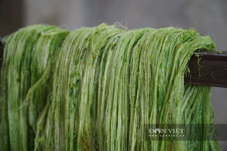 Sợi khóm được đem phơi nắng.