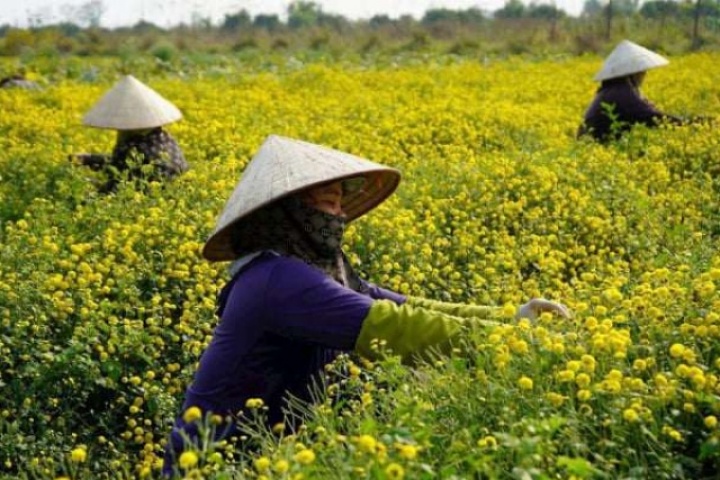 Thứ hoa đặc sản “tiến vua” nở cản chả kịp trên cánh đồng này ở Hải Phòng, dân làm kiểu gì mà năm nào bán cũng ngon ơ?