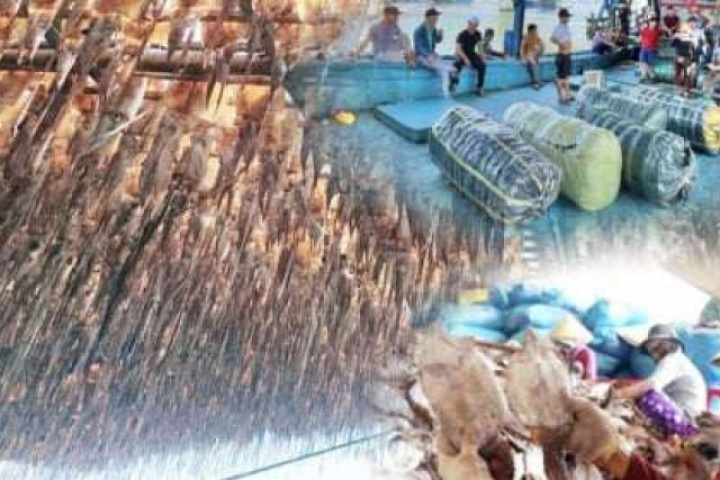 Cận Tết Bính Ngọ 2026, ngư dân Quảng Ngãi ai cũng phấn phởi ra mặt vì "trúng lớn" một loại hải sản tên nghe hơi run run