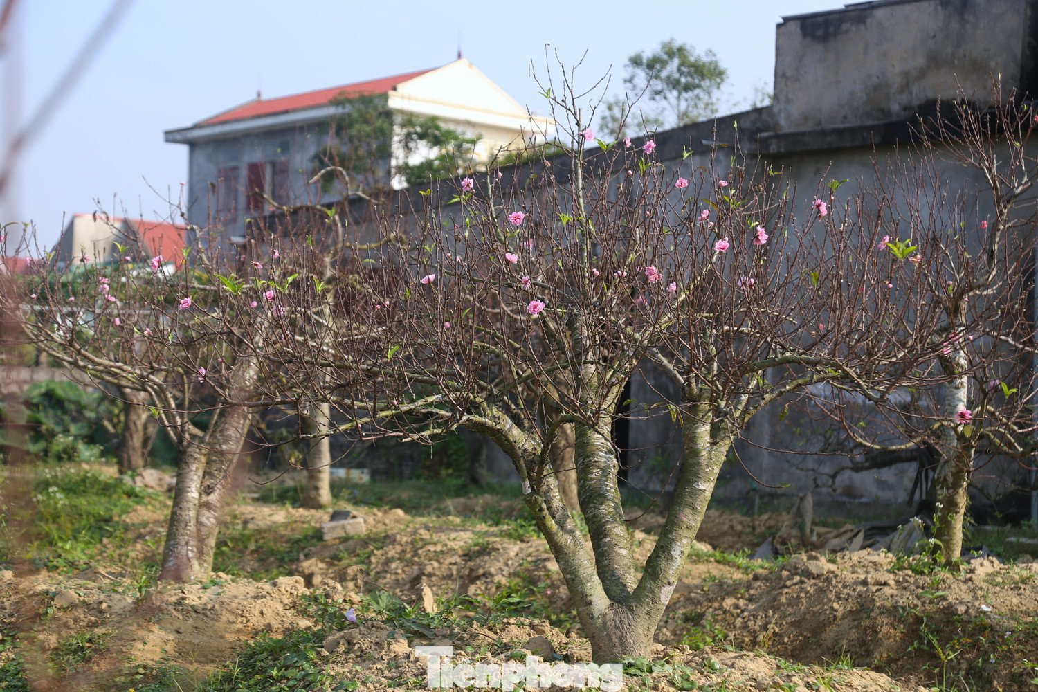 Nghề 'đánh cược' với ông trời - 3