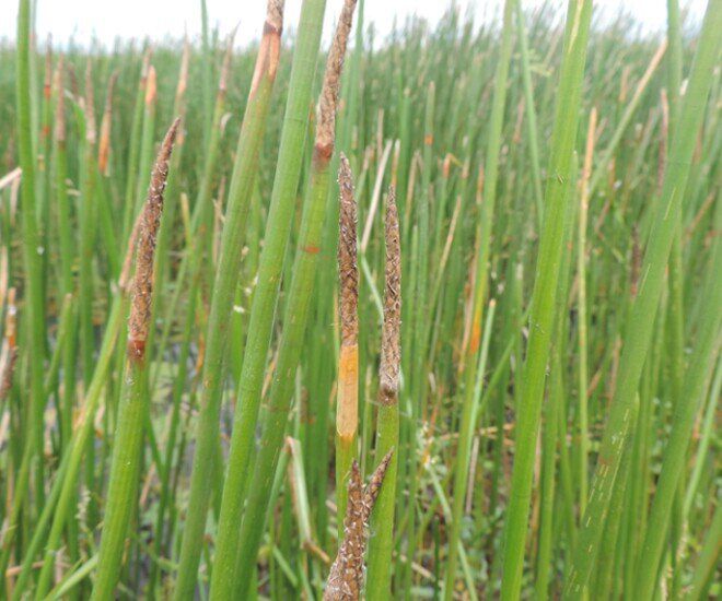 Mã thầy, còn gọi là củ năng hay bột tề, là cây thân thảo thuộc họ cói, sống lâu năm, ưa môi trường ngập nước. Trước đây cây mọc hoang ở ao hồ, đồng chiêm trũng, nay được trồng tập trung tại nhiều địa phương để khai thác kinh tế