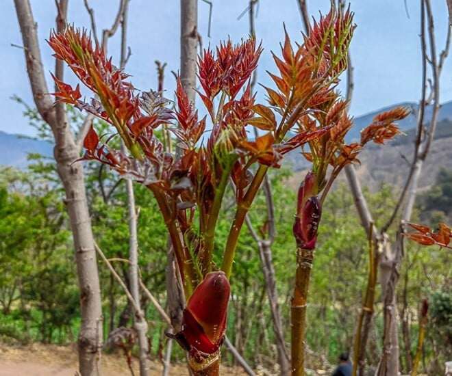 Nụ Rồng Gai Aralia, bí danh: gai già, gai răng, chồi gai, gai đầu, Thaxa, Longbao Loại cây báu vật, là một loại cây bụi gai hay cây nhỏ rụng lá lâu năm thuộc họ Araliaceae. Các tên thân thuộc khác như Thaxa, Chồi Rồng Gai.