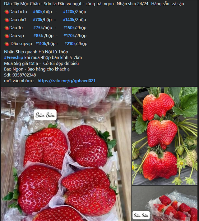 Không chỉ tại thị trường truyền thống mà ở cả "chợ mạng" dâu tây cũng được rao bán la liệt.