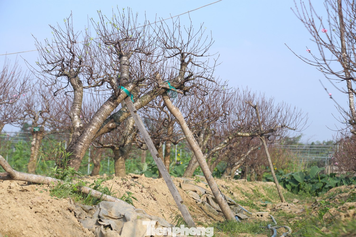 Nghề 'đánh cược' với ông trời - 4