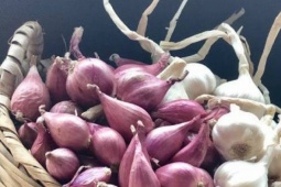 Cách chọn mua và giữ hành, tỏi khô không mốc hiệu quả, đơn giản