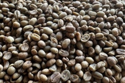 Chỉ 15 ngày đầu năm, doanh nghiệp bán một loại hạt thu về hơn 430 triệu USD